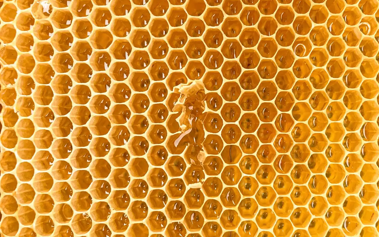 Wild honeycomb filled with golden honey