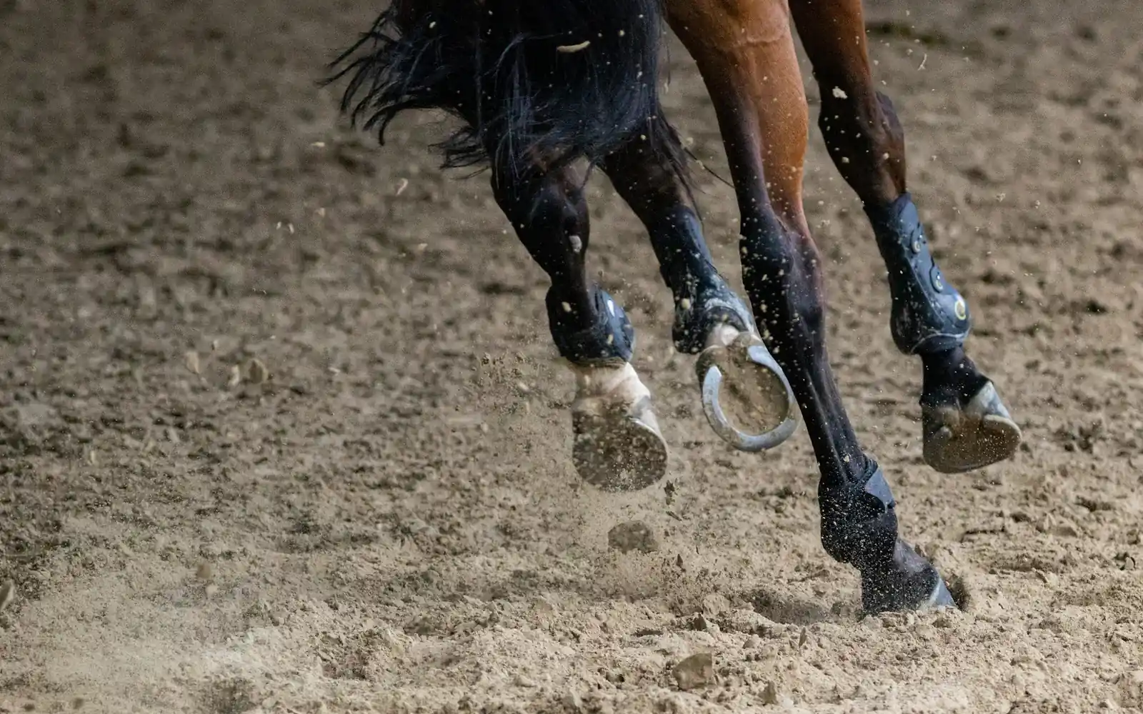 Hooves throwing dust on a dirt track