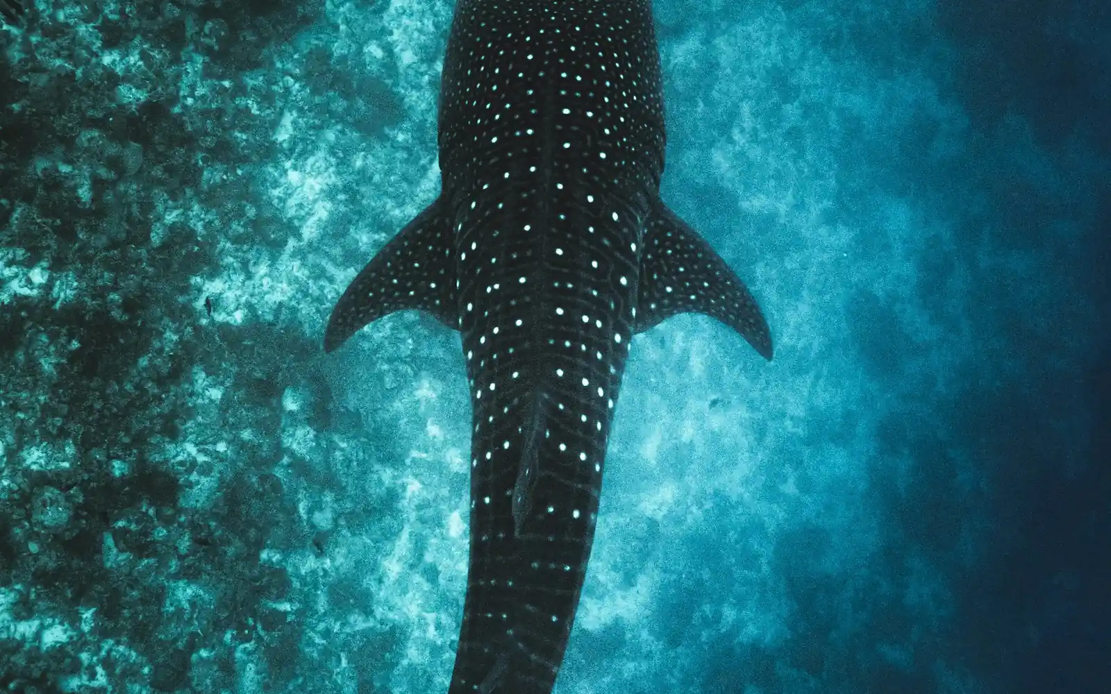 Whale shark seen from above in clear turquoise water