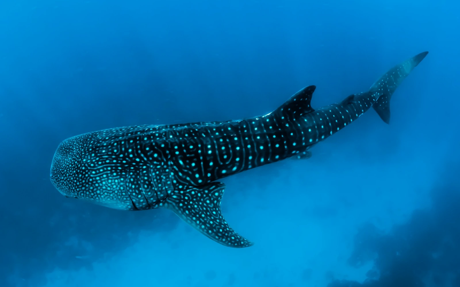 Whale shark cruising through deep blue water