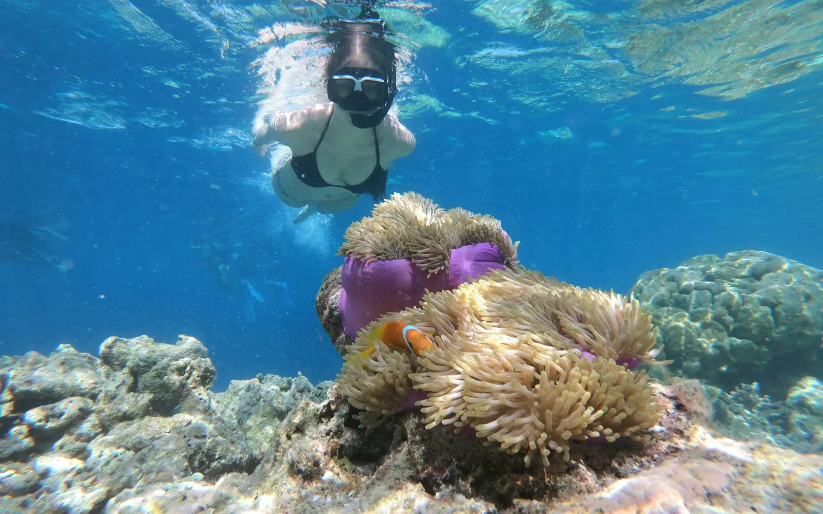 Snorkeller above an anemone and coral head
