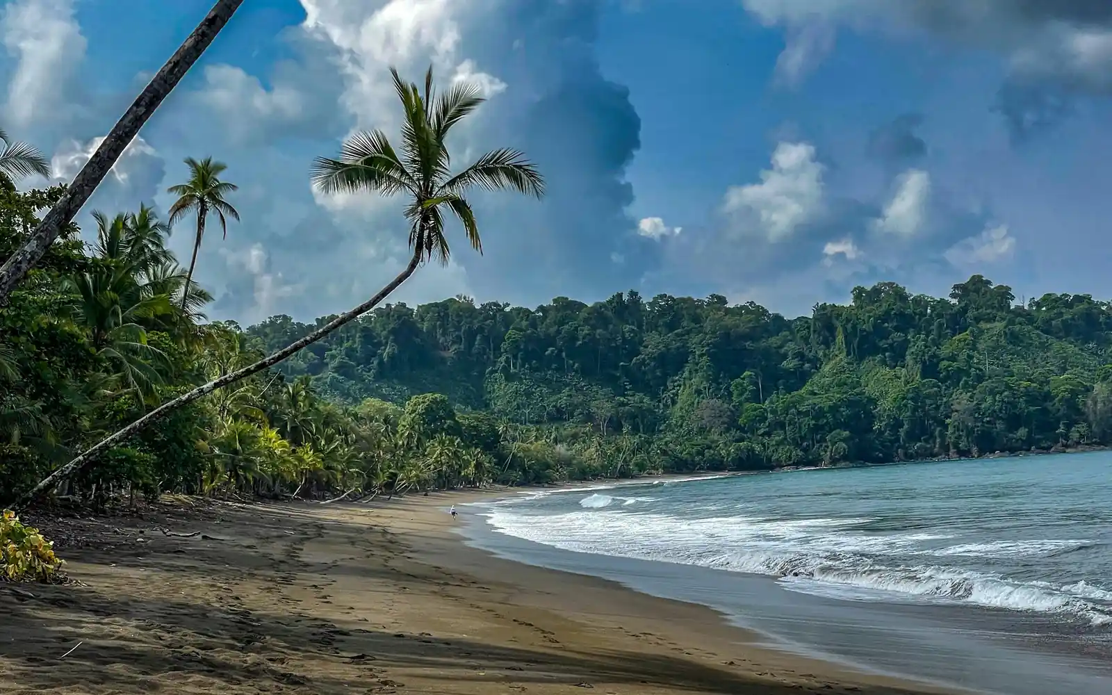 Palm-fringed shore with no one on it