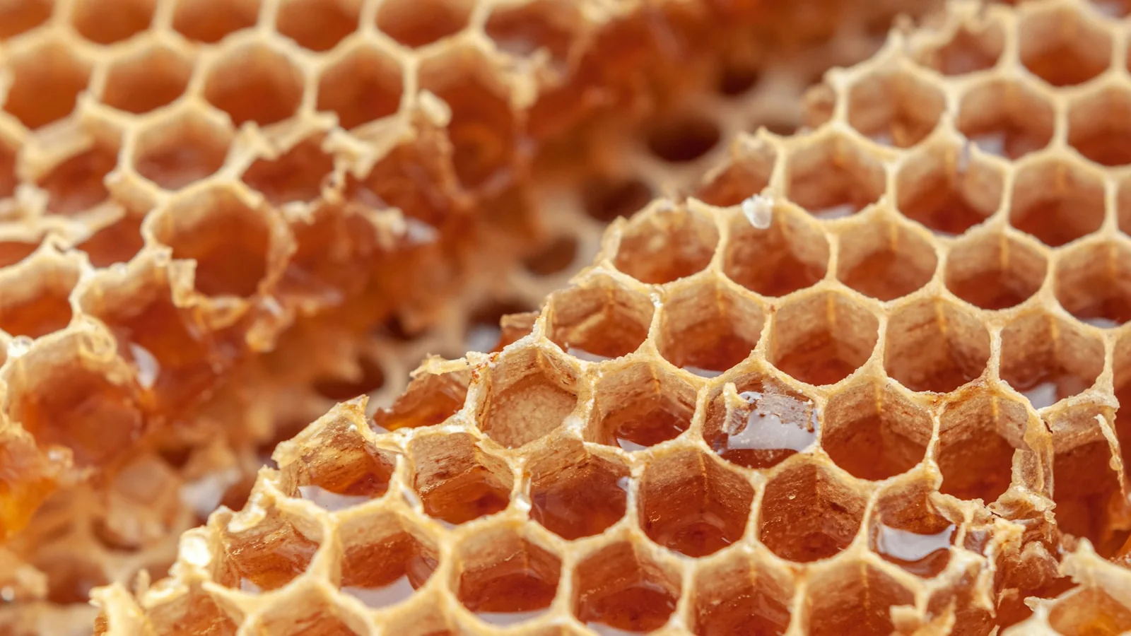 Sumbawa Wild Honey: Forest Harvest & Culture